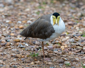 Masked Lapwing Standing on a Pebbled Beach