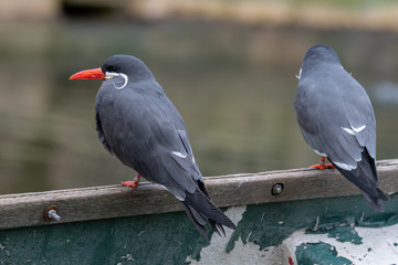 Pair of Inca Tern's Resting on an Old Rowing Boat