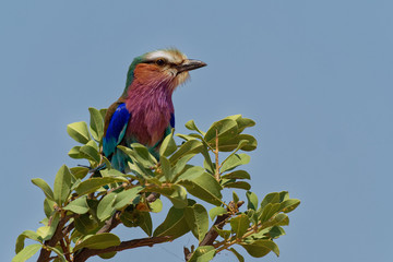 Lilac-breasted Roller - Coracias caudatus - colorful magenta, blue, green bird in Africa, widely distributed in sub-Saharan Africa, vagrant to the Arabian Peninsula, prefers open woodland and savanna