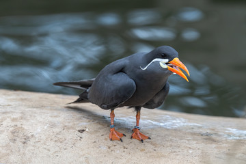 Inca Tern Trying to Swallow a Fish