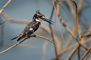 Obraz premium Pied Kingfisher - Ceryle rudis species of water black and white kingfisher widely distributed across Africa and Asia. Hunting fish