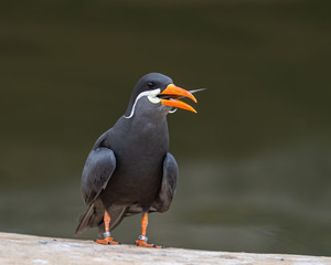 Inca Tern Trying to Swallow a Fish