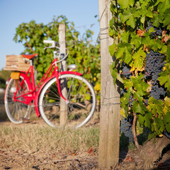 Fototapeta premium Old red bike in the vineyards in France