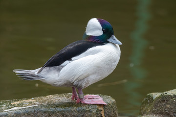 Bufflehead Duck Standing on a Rock Near a River