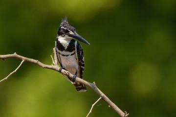 Pied Kingfisher - Ceryle rudis species of water black and white kingfisher widely distributed across Africa and Asia. Hunting fish