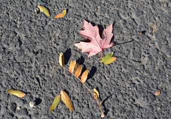 Brown yellow and red fallen autumn leaves on road asphalt pavement