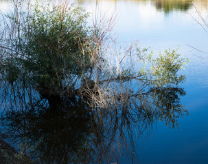 Trees grow in the lake and are reflected in the water.
