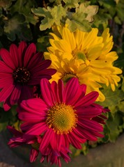 bouquet of flowers,color fuchsia,yellow, purple,nature,beauty
