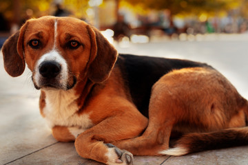 beagle in the garden, dog lying on the street