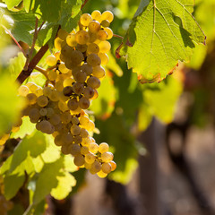 Raisin blanc dans les vignes. Vignoble de France