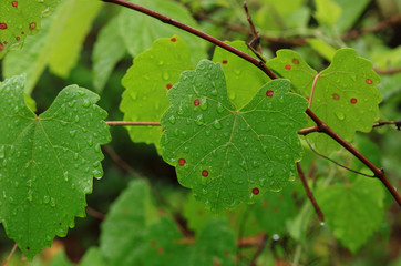 Wet leaves in the forest.