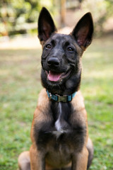 baby Shepherd