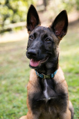 baby Shepherd