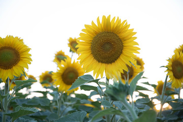 Fototapeta premium sun flowers