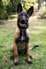 baby Shepherd