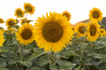 sun flowers