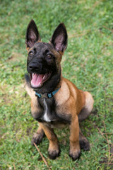 Naklejka premium baby Shepherd