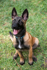 baby Shepherd
