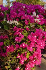 pink flowers in the garden