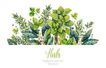 Watercolor rosemary, basil, bay leaf, parsley. Herbs. Watercolor botanical hand drawn illustration. Watercolor plants.