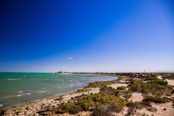 Bahia de San Ignacio, BCS