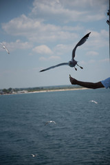 Obraz premium seagull flying over the sea