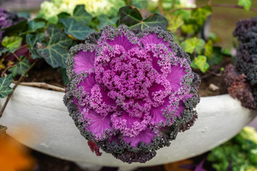 Brassica oleracea or acephala in a city decorative vase. Flowering decorative purple pink cabbage...