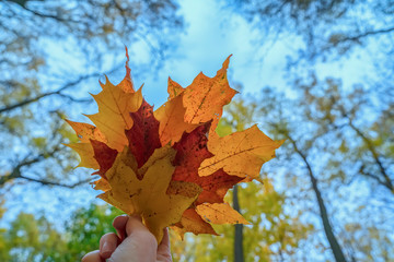 Hand holds bouquet of maple yellow leaf on the background of blue sky and trees in autumn sunny background . Autumn background