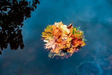 Bright bouquet of colorful maple leaves floating in the cold water of the pond. Picturesque natural autumn background