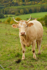 Animal ferme vache 356