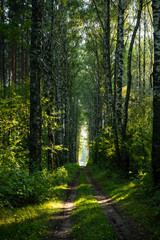 Forest road landscape. Summer park with green trees.