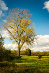 Fototapeta na wymiar herbstliche Landschaft mit Baum