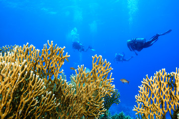 coral reef at the Red Sea, Egypt