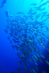 Fototapeta na wymiar School of Fish, Red Sea, Egypt