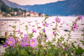 Obraz premium Beautiful pink flowers at sunset overlooking a Kotor bay, Montenegro