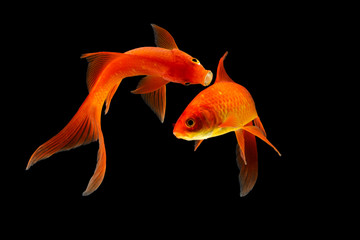  Goldfish isolated black background