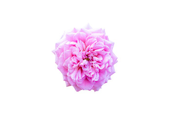 Pink flower isolated on the white background with clipping path