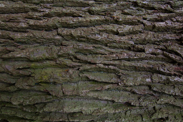Pine Tree Mossy Texture Closeup for background