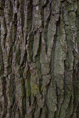 Pine Tree Mossy Texture Closeup for background