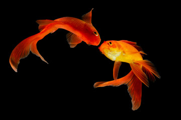  Goldfish isolated black background