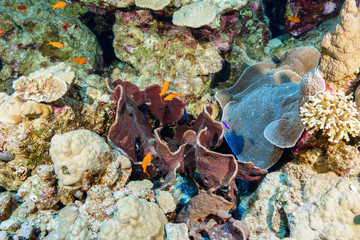 coral reef at the Red Sea, Egypt