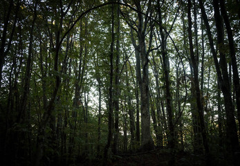 morning in the forest
