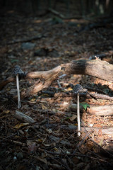 wild mushrooms in the forest
