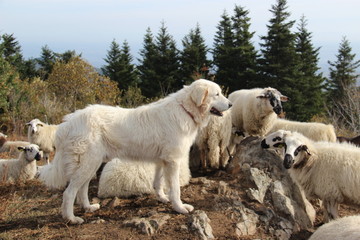Chien de berger