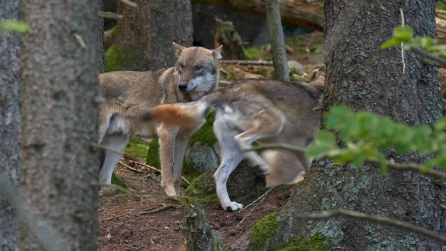 Eurasian wolf (Canis lupus lupus) pack in forest