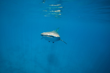 Whale Shark