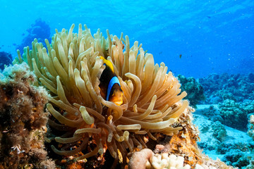 Naklejka na ściany i meble Anemone fish and Coral at the Red Sea, Egypt