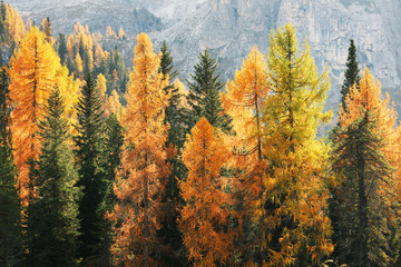 Wonderfull autumn view of the Dolomites . Fantastic autumn scene with colour sky, majestic rocky mount and colorful trees glowing sunlight in Dolomites