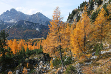 Larch forest in autumn, Dolomites, Italy