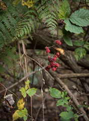 red berries on a bush
